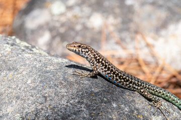 Lézard tyrrhénien (Podarcis tiliguerta) sur pierre au soleil en Corse