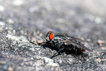 Mouche sarcophage (Sarcophagidae indéterminée) posée sur une pierre