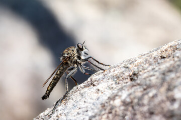Tolmerus atricapillus (Asilidae) posé sur une pierre au soleil