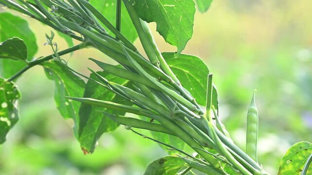 Cluster beans or gawar phali(guar) plant in field, cyamopsis tetragonoloba
