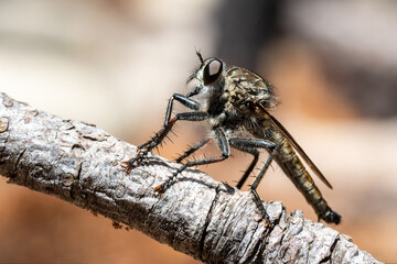 Tolmerus atricapillus (Asilidae), mouche prédatrice perchée sur une branche