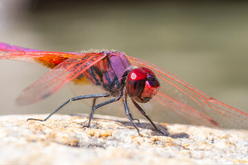 Trithemis annelé (Trithemis annulata), libellule méditerranéenne posée sur une pierre