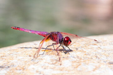 Trithemis annelé (Trithemis annulata), libellule méditerranéenne posée sur une pierre