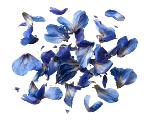 Blue Flower Petals Falling on Transparent Background