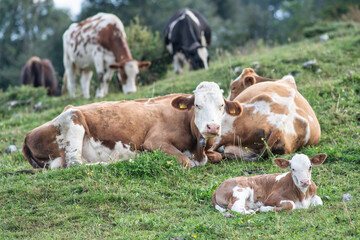 Herd of cows with grazing