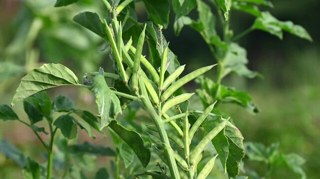 Cluster beans or gawar phali(guar) plant in field, cyamopsis tetragonoloba