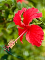 Fototapeta premium Vibrant red hibiscus flower in full bloom with soft green foliage in the background, symbolizing tropical beauty and natural elegance
