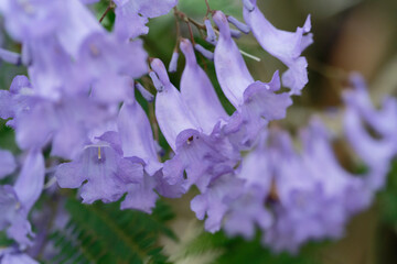 Jacaranda flowers on a branch