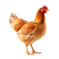 Fototapeta premium Golden Hen with Bright Comb – Confident Pose and Fluffy Tail Display