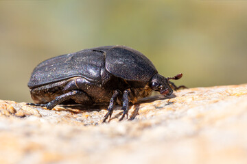 Cétoine noire (Protaetia morio) posée sur une pierre en milieu naturel