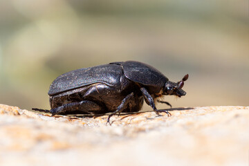 Cétoine noire (Protaetia morio) posée sur une pierre en milieu naturel