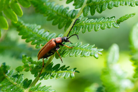 Lepture rouge (Stictoleptura rubra) pos&eacute; sur une foug&egrave;re en milieu naturel