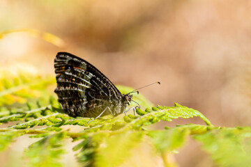 Mercure tyrrhénien (Hipparchia neomiris) posé sur une fleur jaune en milieu naturel