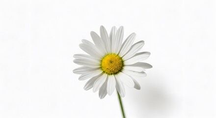 Single Daisy Flower Close Up with White Petals and Yellow Center
