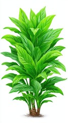 Lush Green Plant with Detailed Leaves on White Background