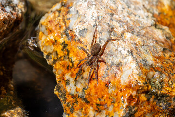Araignée Trochosa sp. (Lycosidae) buvant de l’eau sur une pierre en milieu naturel