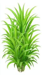 Lush Green Plant with Long Slender Leaves on White Background
