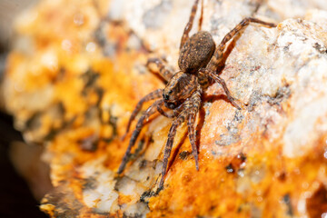 Araignée Trochosa sp. (Lycosidae) buvant de l’eau sur une pierre en milieu naturel