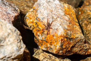 Araignée Trochosa sp. (Lycosidae) buvant de l’eau sur une pierre en milieu naturel
