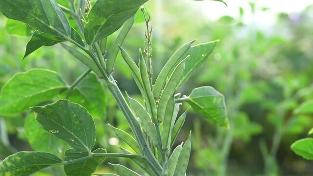 Cluster beans or gawar phali(guar) plant in field, cyamopsis tetragonoloba