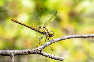 Sympétrum strié (Sympetrum striolatum) posé sur une branche en milieu naturel