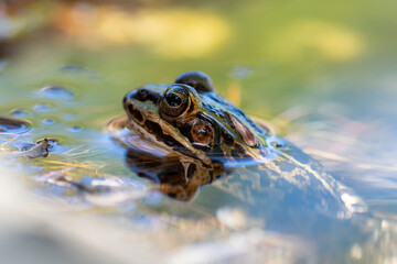 Grenouille verte indéterminée (Pelophylax spec.) dans l’eau, amphibien aquatique naturel