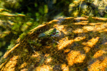 Grenouille verte indéterminée (Pelophylax spec.) dans l’eau, amphibien aquatique naturel
