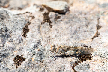 Œdipode aigue-marine (Sphingonotus caerulans) sur pierre en camouflage naturel