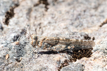 Œdipode aigue-marine (Sphingonotus caerulans) sur pierre en camouflage naturel