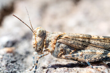 Œdipode aigue-marine (Sphingonotus caerulans) sur pierre en camouflage naturel