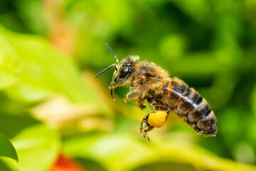 Abeille mellifère (Apis mellifera) en vol, insecte pollinisateur en action