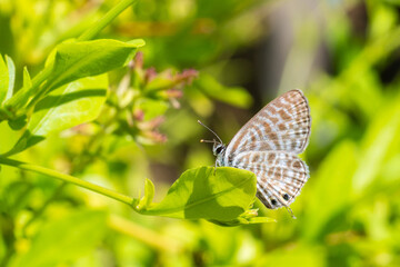 Papillon Azuré de Lang (Leptotes pirithous) posé sur une feuille verte