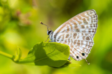 Papillon Azuré de Lang (Leptotes pirithous) posé sur une feuille verte