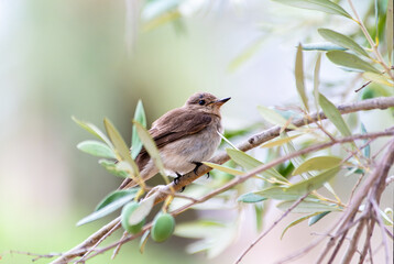Gobemouche tyrrhénien (Muscicapa tyrrhenica) sur branche dans un arbre, espèce endémique de Corse