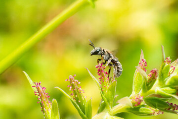 Halictus (Seladonia) spec. sur plante, abeille halictide en milieu naturel