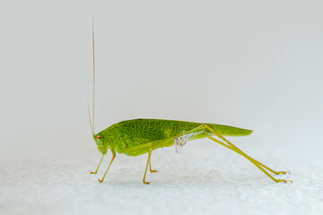 Phanéroptère méridional (Phaneroptera nana), sauterelle feuille, insecte orthoptère en milieu naturel