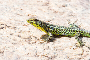 Lézard tyrrhénien (Podarcis tiliguerta) sur pierre, espèce endémique corse en milieu naturel
