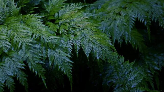 Rain in the flower garden. Rain drop on leaf tree. Lush Green Fern Fronds