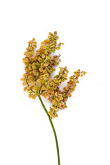 Bunch of sorrel seeds with clear structure and details isolated on white background, close-up