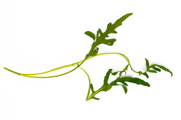 Pair of arugula leaves randomly laid out on white surface, minimalist style, natural greenery, top...