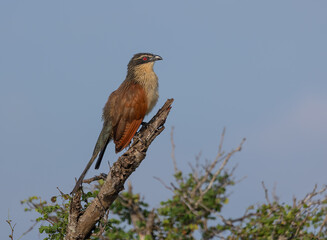A coucal or rainbird, a large cuckoo bird, looks around as it perches on a dead branch at the top of a tree against a background of blue sky in the Kruger National Park in South Africa.