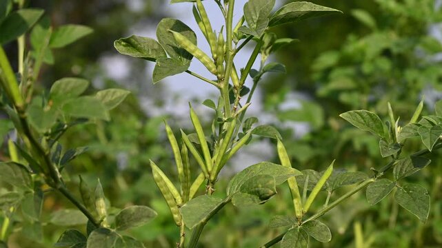 Cluster beans or gawar phali(guar) plant in field, cyamopsis tetragonoloba