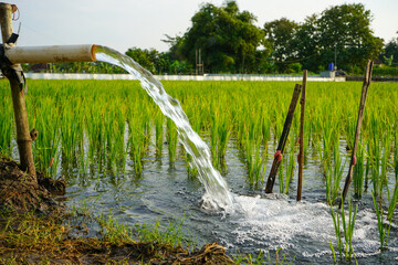 Irrigation of rice fields using pump wells with the technique of pumping water from the ground to...