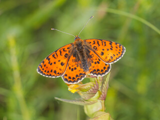 Spotted fritillary - Melitaea didyma butterfly perched on green foliage under natural sunlight in a serene environment