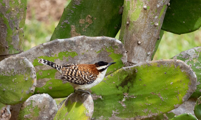Rufous-naped Wren (Campylorhynchus rufinucha) perched on cactus in dry forest habitat, Costa Rica
