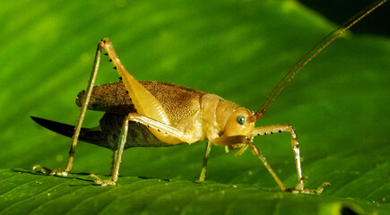 Bush Cricket (Tettigoniidae family) walking on bright green leaf in tropical jungle, Costa Rica