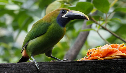 Emerald Toucanet (Aulacorhynchus prasinus) feeding on fruit in lush tropical forest, Costa Rica