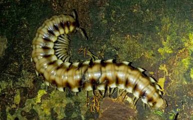 Millipede (Diplopoda) crawling on mossy forest floor in humid tropical rainforest, Costa Rica