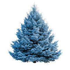 Blue Spruce Tree isolated on transparent background