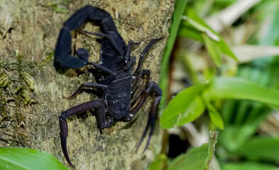 Black Scorpion climbing tree trunk in tropical jungle, Costa Rica